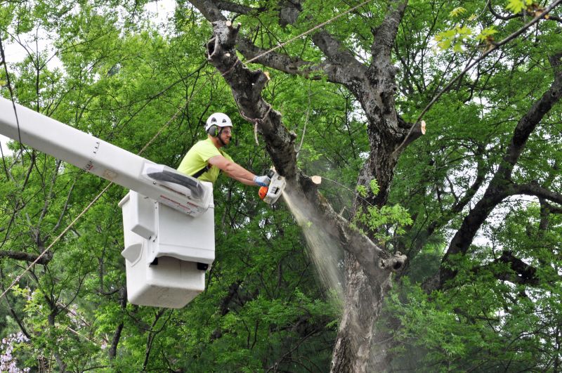 Birch Tree Removal in Duluth, MN