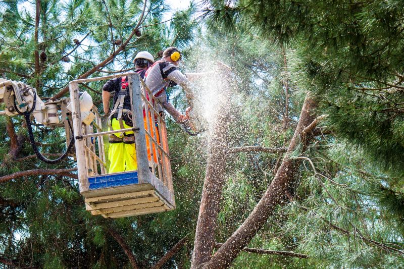 Local Tree Felling pros at work