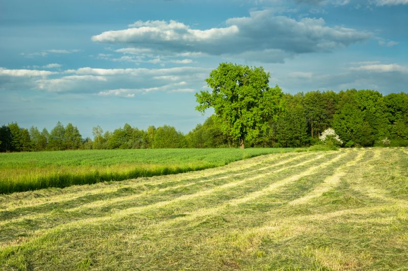 Acreage Clearing in Salt Lake City, UT