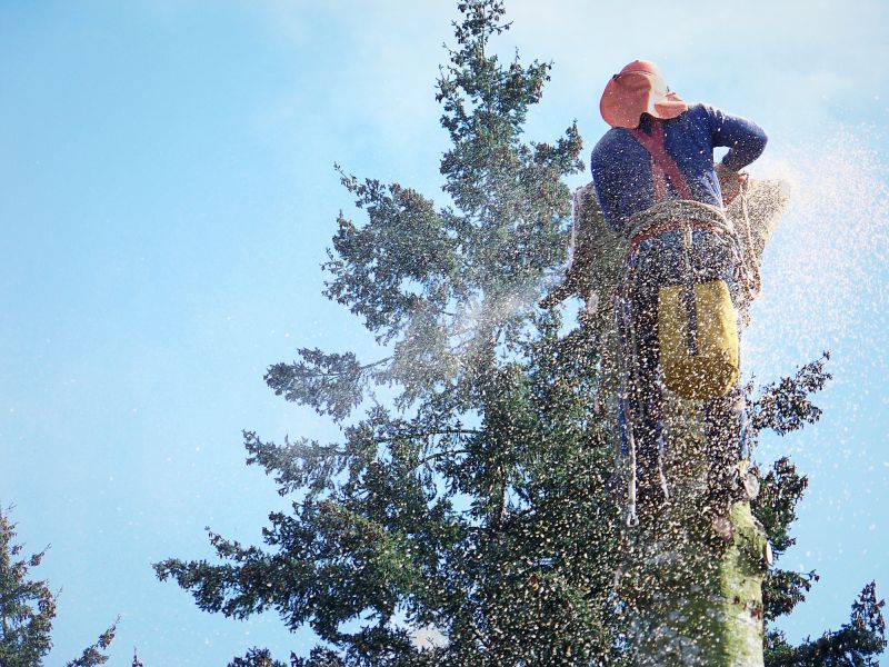 Apple Tree Removal in Bucks County, PA