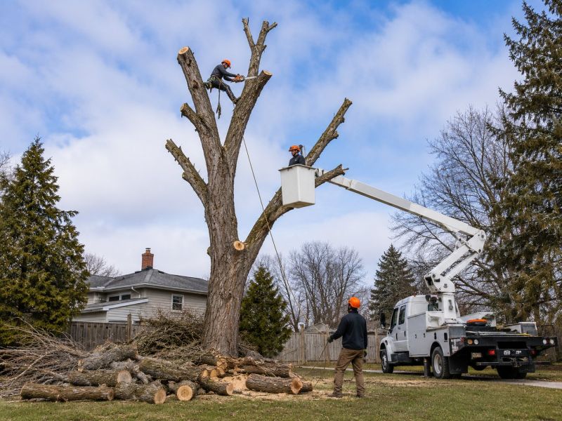Apple Tree Removal in Bucks County, PA