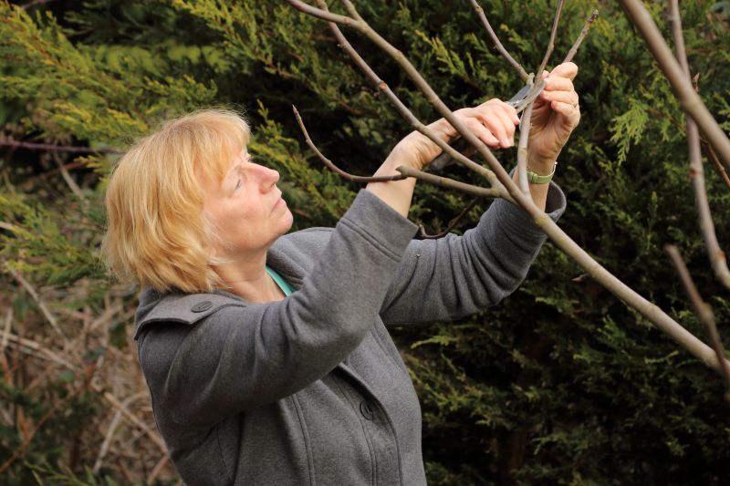Birch Tree Pruning in Reno, NV