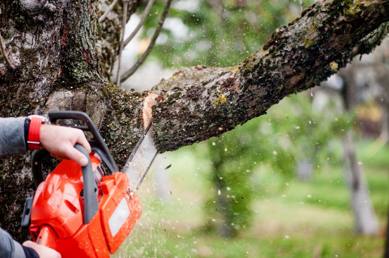 Birch Tree Removal in Montgomery County, PA