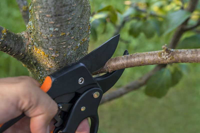 Cypress Tree Removal in Bucks County, PA
