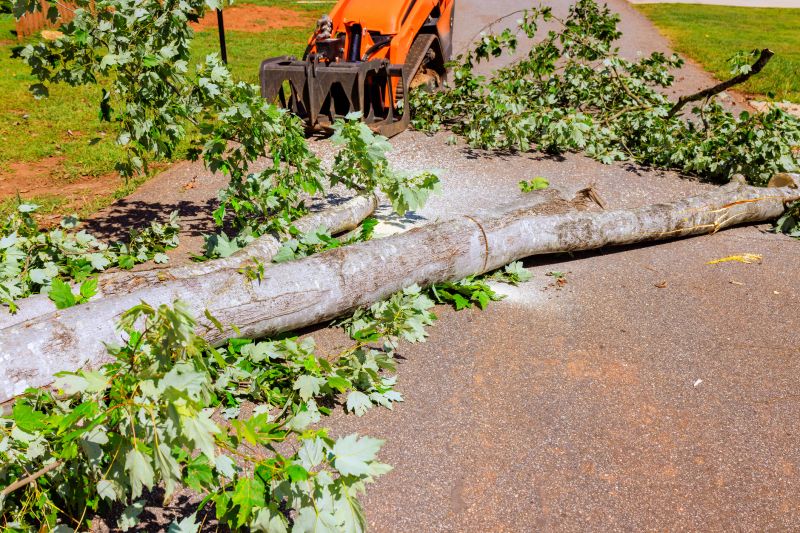 Dead Tree Removal in Duluth, MN