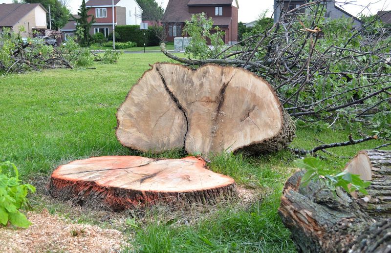 Dogwood Tree Removal in Aiken, SC