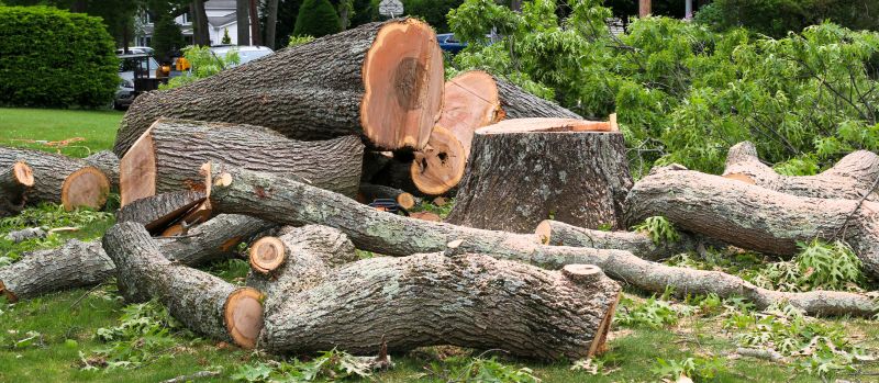 Elm Tree Removal in Duluth, MN