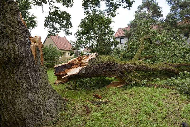 Elm Tree Removal in Doylestown, PA