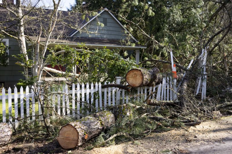 Fallen Tree Removal in Duluth, MN