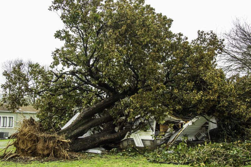 Fallen Tree Removal in Montgomery County, PA