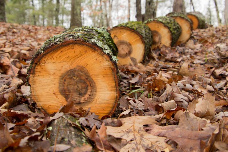 Hickory Tree Removal in Bucks County, PA