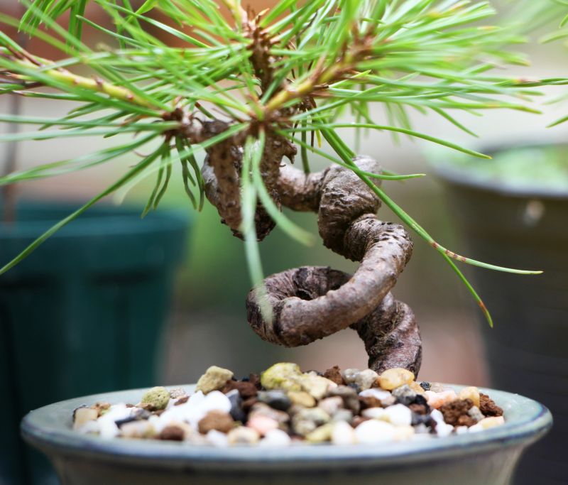 Japanese Maple Pruning in Reno, NV