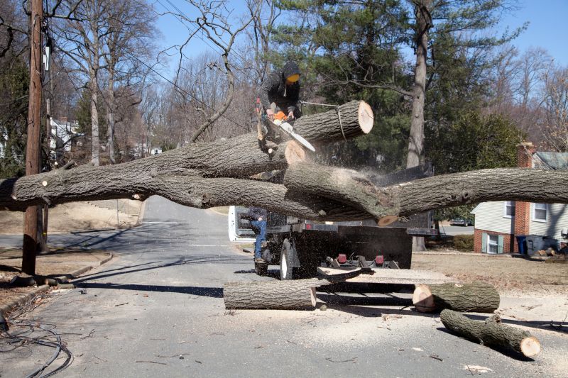 Maple Tree Removal in Pottstown, PA