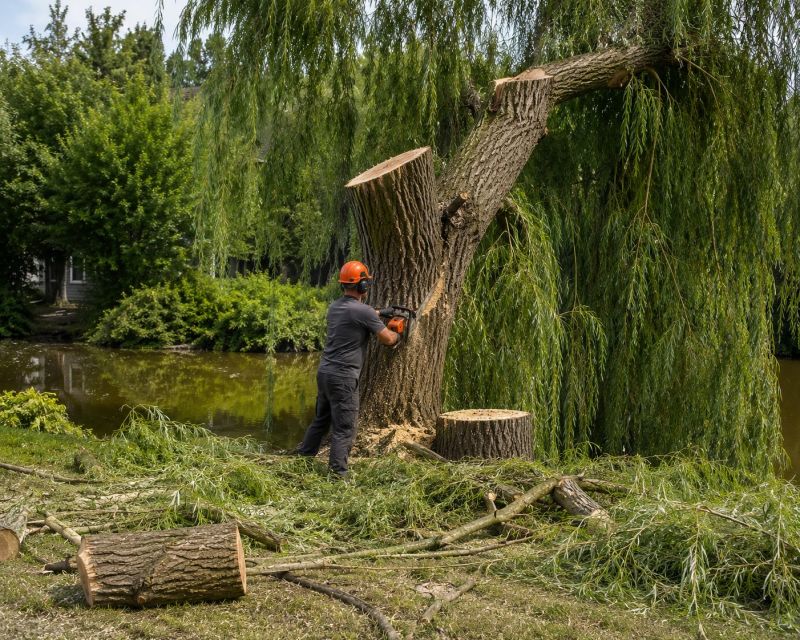 Maple Tree Removal in Montgomery County, PA