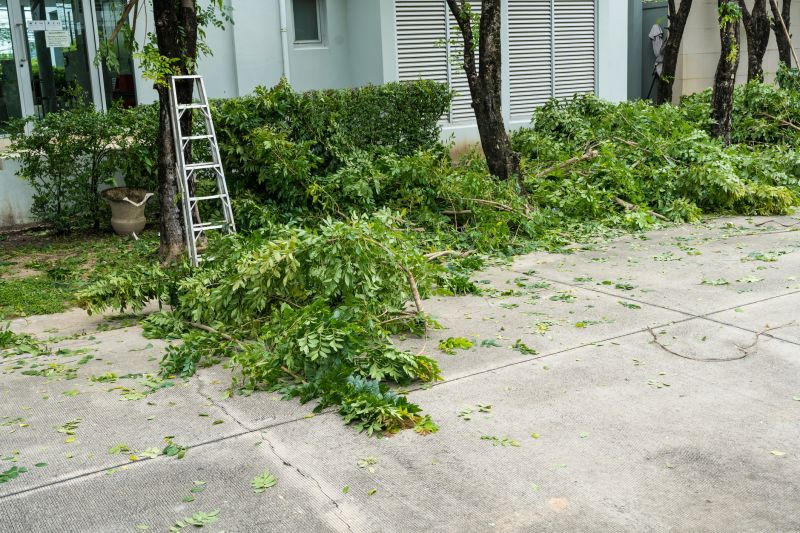 Mimosa Tree Removal in Doylestown, PA
