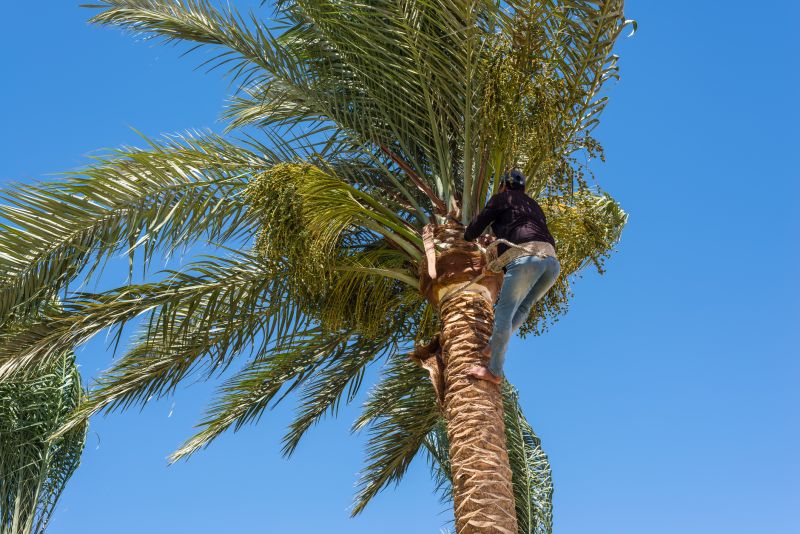 Palm Tree Removal in Duluth, MN