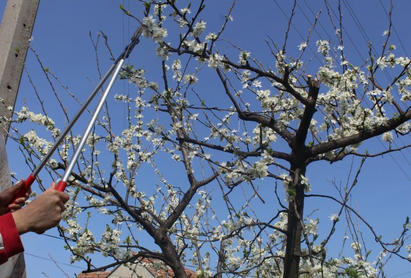 Peach Tree Pruning in Reno, NV