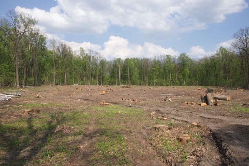 Pine Tree Clearing in Katy, TX
