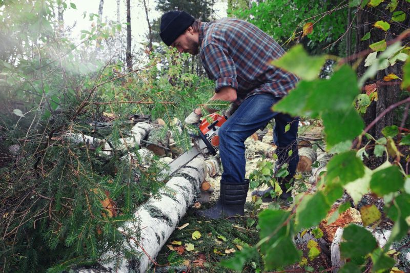 Spruce Tree Removal in Allentown, PA