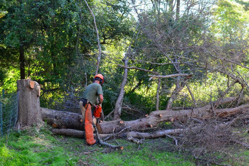 Tree Felling