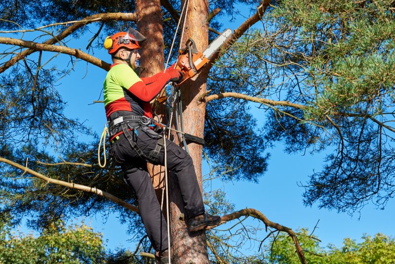 Tree Felling in Winter
