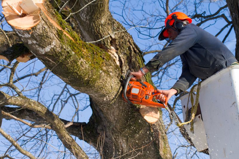 Tree Felling in Summer