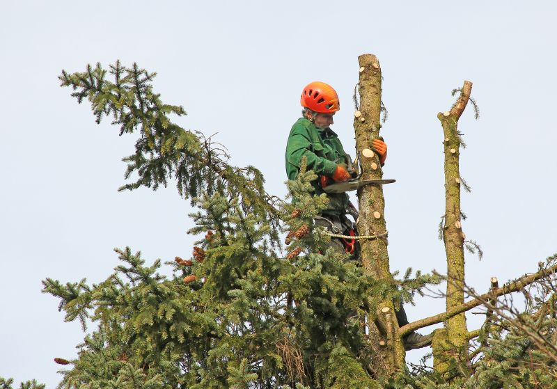 Tree Felling Equipment in Action