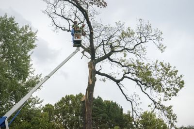 Local Tree Service Providers