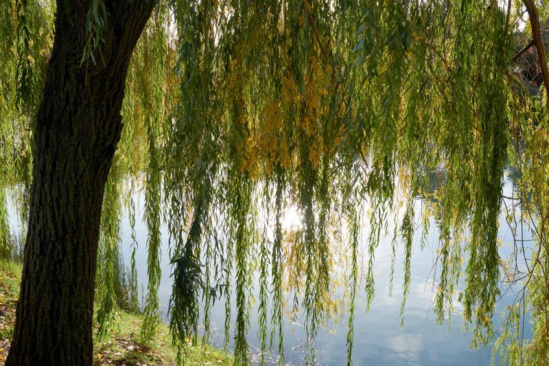 Willow Tree Removal in Montgomery County, PA
