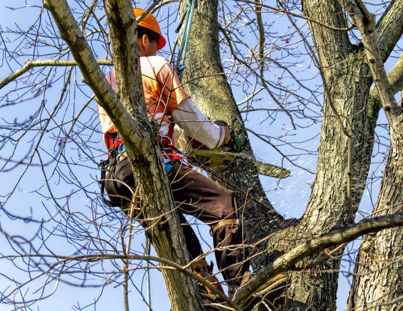 Safely Remove Hazardous Trees!